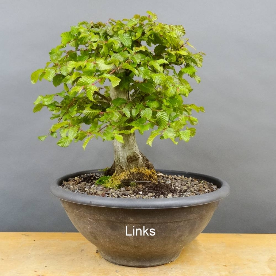 Carpinus Hainbuche Weissbuche